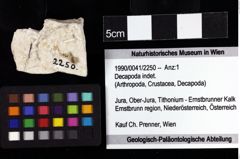 Foto (Objket + Etiketten) von Decapoda indet. 